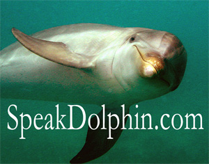 dolphin