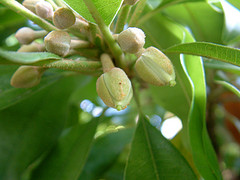 budding flower