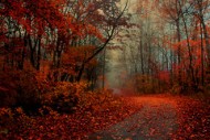 autumn misty morning trail