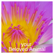 your Beloved Animal